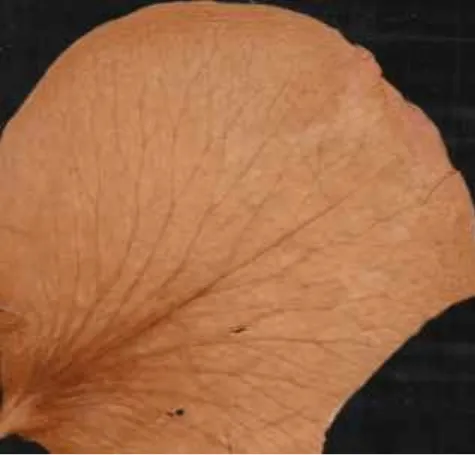 Cave painting: Dried Rose Petal