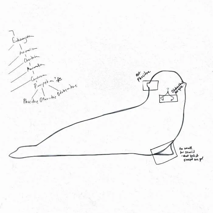 sketch of The Creature